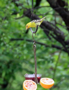 Western Tanager by Jennifer McHenry Green