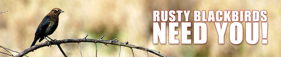 rusty2