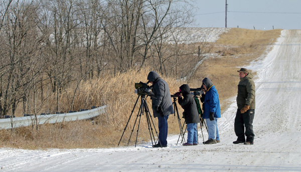 Scoping for Snowy Owl