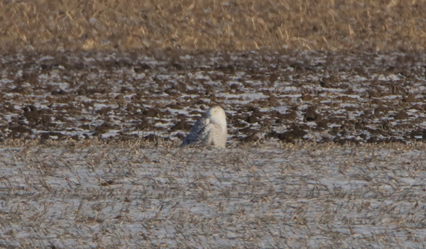 Snowy Owl