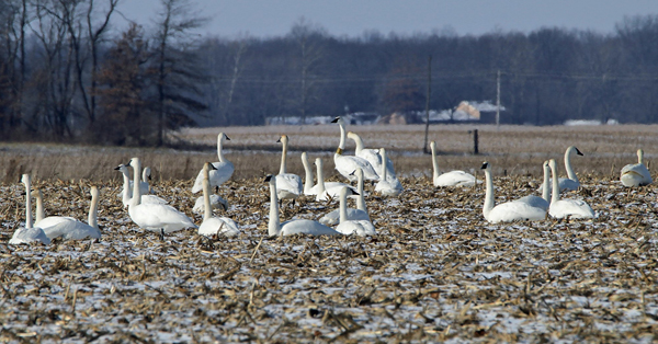 Trumpeter Swans